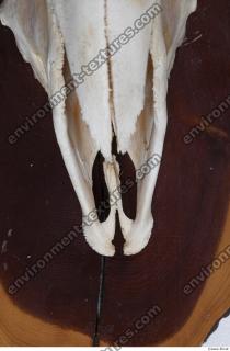 Photo Textures of Mouflon Skull 